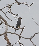 Grey kestrel (falco ardosiaceus),  Tarangire N